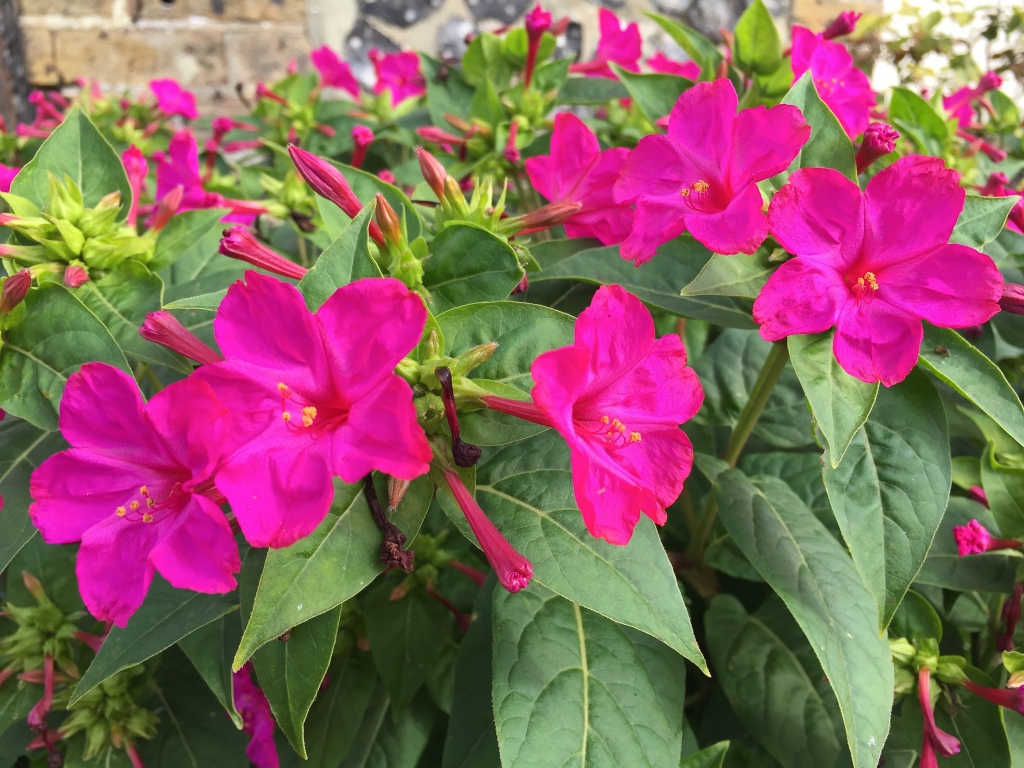 Image result for mirabilis jalapa